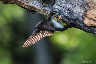 Tree swallow