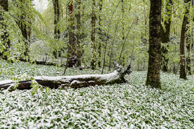 Frühlimgsschnee