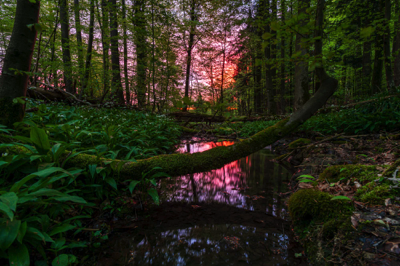 Morgens im Wald
