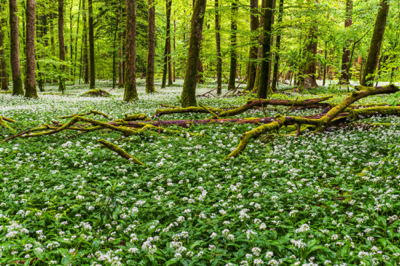 im Bärlauchwald