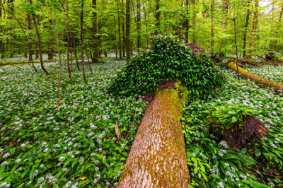 Vertikaler Garten